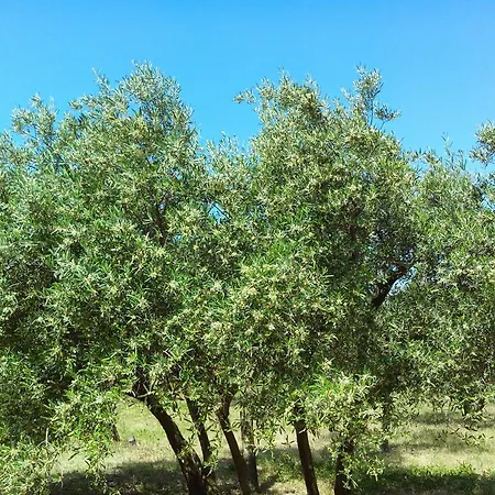 Du Cigalon Et De La Montagnette Tatil Evi *